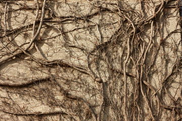 Concrete wall overgrown branches