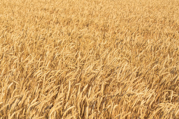 gold ears of wheat under sky
