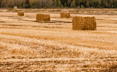 Four square hay bales on empty yellow field