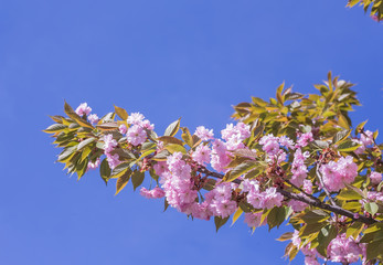 closed up of cherry blossom