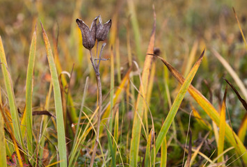 Dry double flower on meadow.