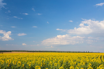 sunflowers