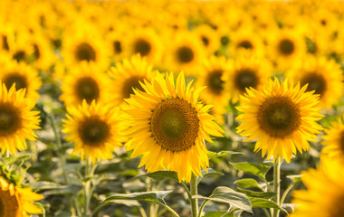 sunflowers