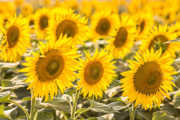 Naklejka premium sunflowers