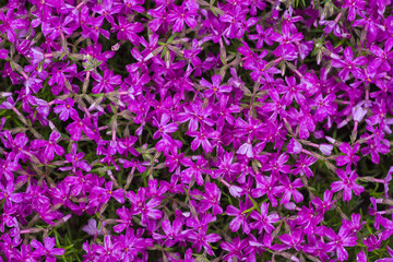 Allium. Purple onion flower