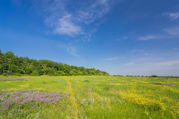 field on a background of the sky