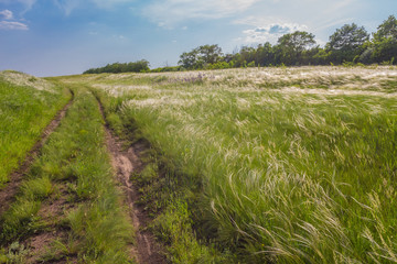 Fototapeta na wymiar field of feather grass under the blue sky