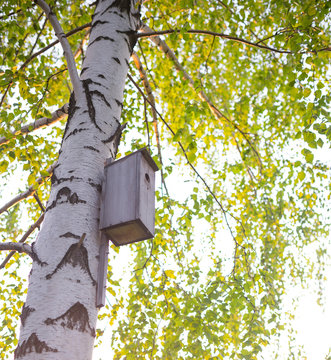 birdhouse attached to the trunk of a birch