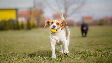 Dogs playing with ball - It's Springtime - obrazy, fototapety, plakaty