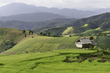 Fototapeta na wymiar cottage in the rice fields beautiful around the mountai