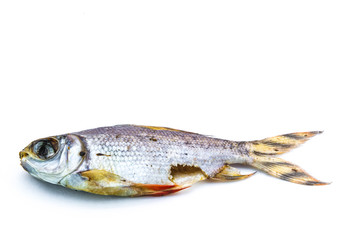 carrion ,dead Fish on white background