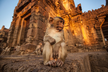 Baby monkeys in Thai Temple