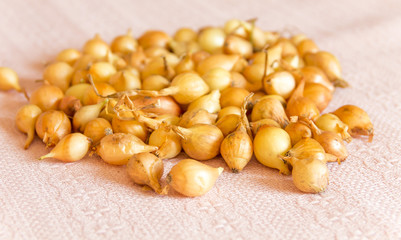 Small head of onions for planting