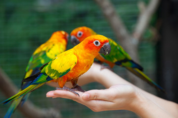 Feeding Colorful parrots