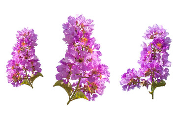 Pink Cananga odorata on white background.