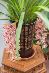 potted orchid flower