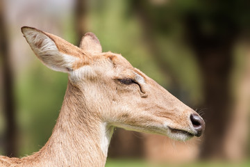 head of brow-antlered deer