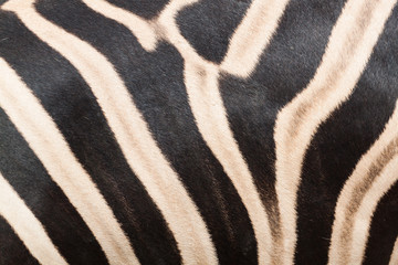 Abstract texture zebra skin