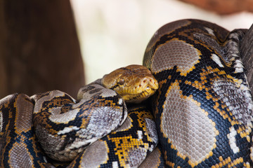 python snake
