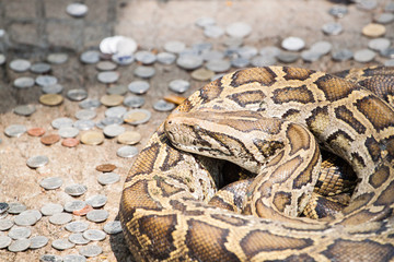 python snake