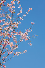 Japanese cherry