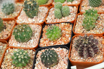 Close up of the cactus
