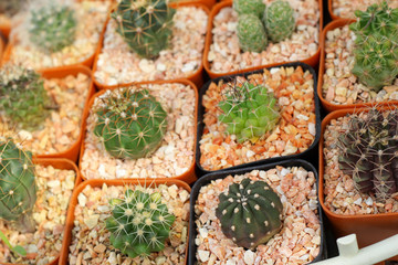 Close up of the cactus