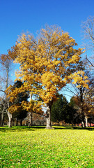Naklejka premium Golden Blue Sky Tree