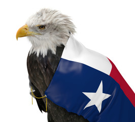 American bald eagle wearing the Texas state flag