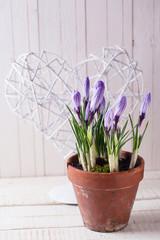 Fresh spring flowers crocuses