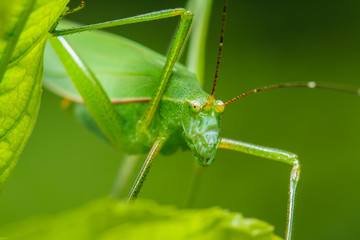 strange grasshopper