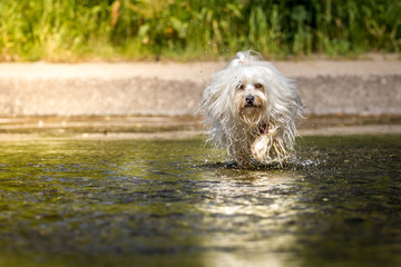 Wasserflitzer