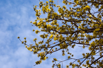 Cornelian Cherry Dogwood