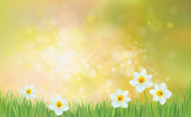 Fototapeta na wymiar Vector spring nature background, daffodil flowers.