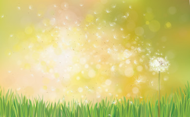 Vector  spring background with white dandelion.