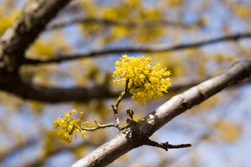 Cornelian Cherry Dogwood