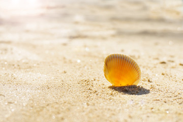 Fototapeta na wymiar Seashell on sand