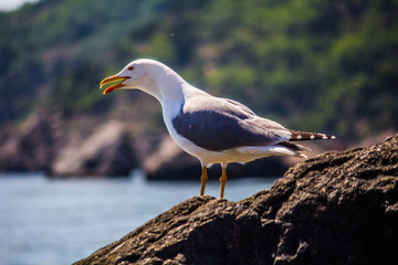 Seagull