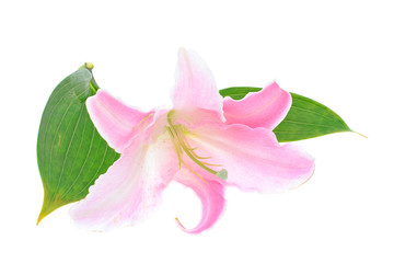 Pink Lily Isolated on White Background