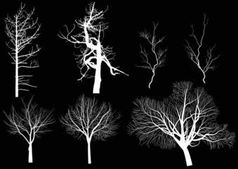 set of seven bare trees isolated on black