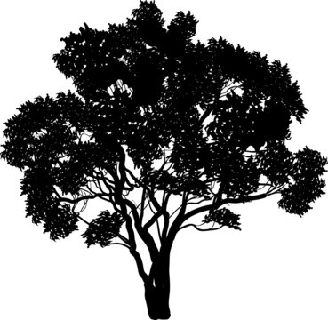 black tree with curved branches