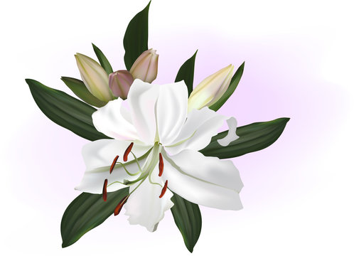 white lily bloom on light background