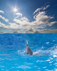 small dolphin in water splash