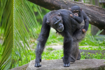 Common Chimpanzee
