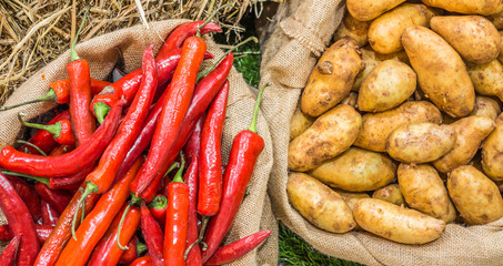 Harvest potatoes in burlap sack on rustic background