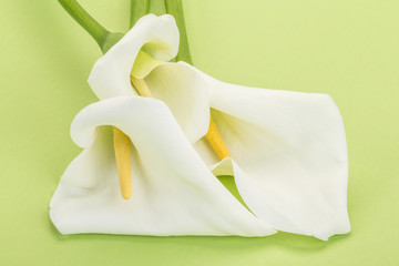 Fototapeta na wymiar white calla lilly flowers on green