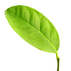 Fototapeta premium leaves