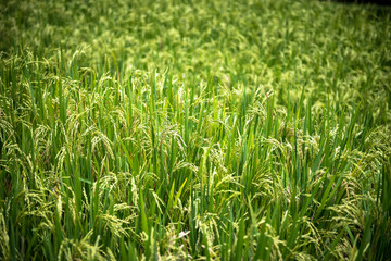 rice fields