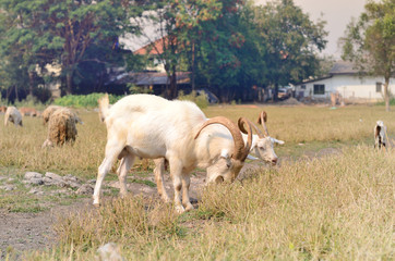 Goat in meadow