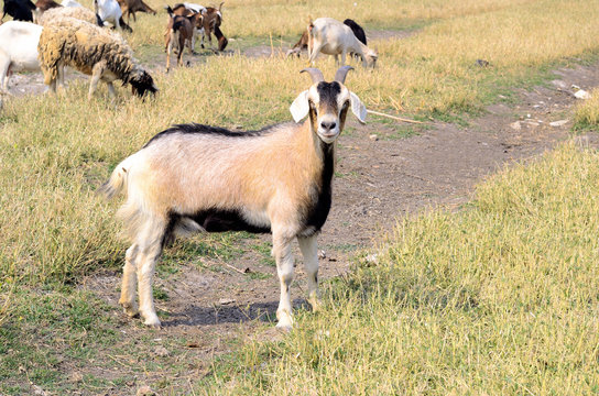 Goat in meadow